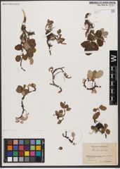 Foto von Salix reticulata L.